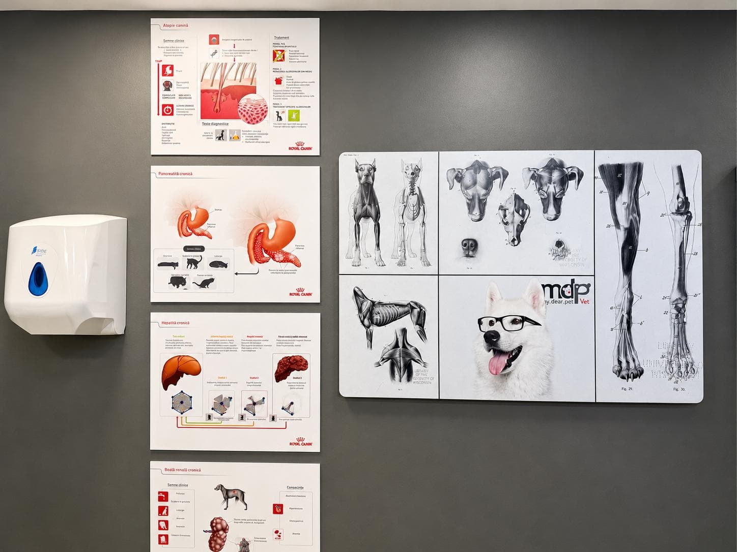Cabinet veterinar MDP Vet — zona de îngrijire a animalelor